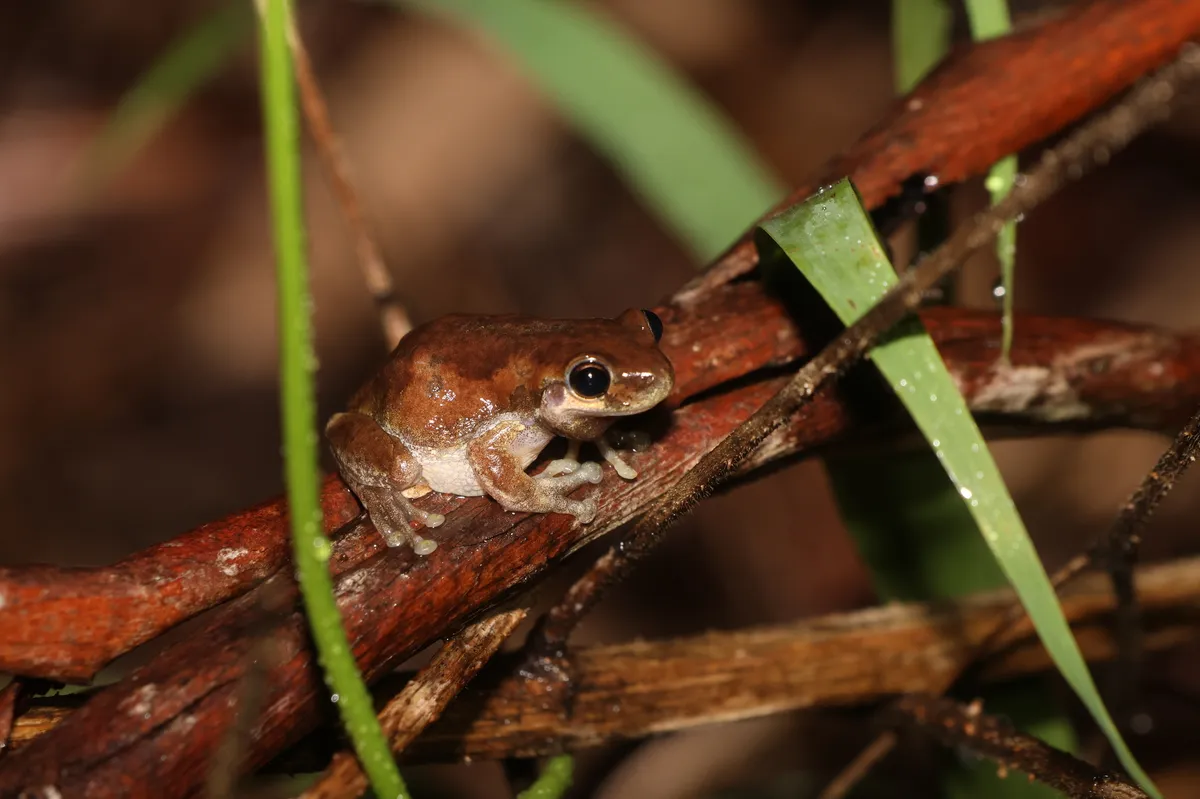 Robust Bleating Tree Frog
