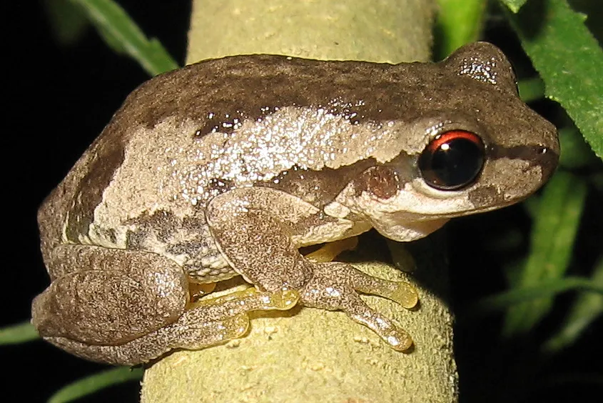 Robust Bleating Tree Frog