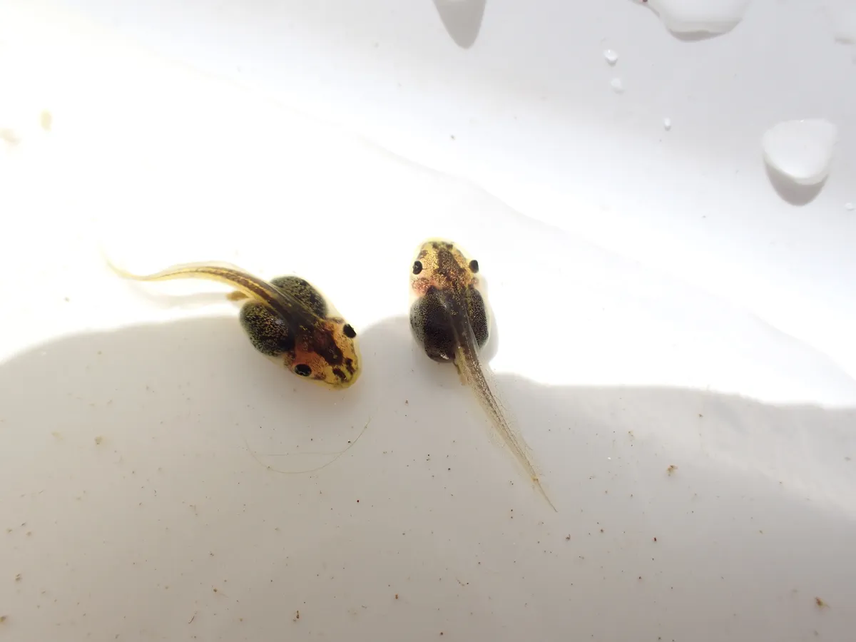 Rana Arbórea Marrón del Sur