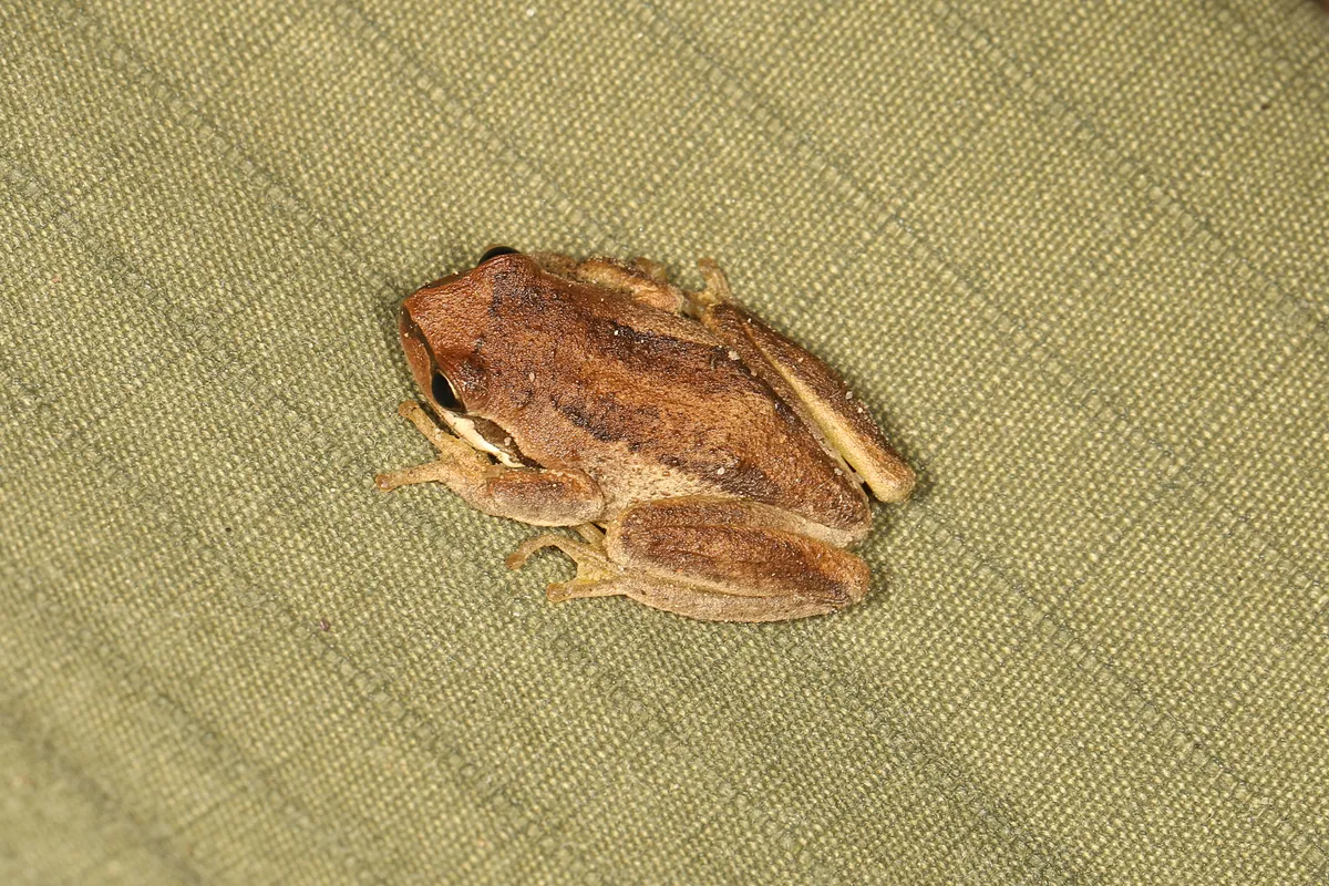 Rana Arbórea Marrón del Sur