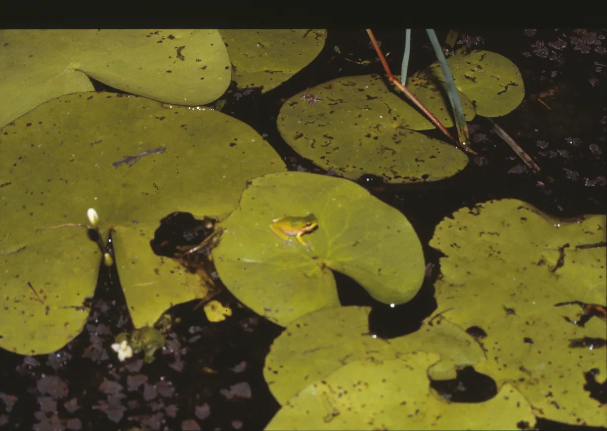Eastern Dwarf Treefrog