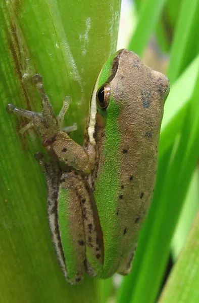 Eastern Dwarf Treefrog