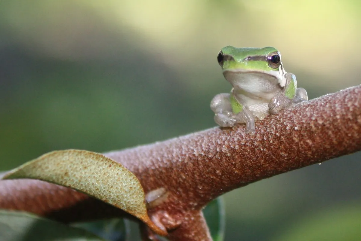 Eastern Dwarf Treefrog
