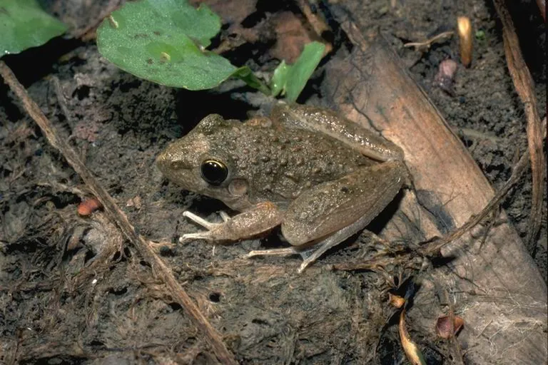 Peter's Frog