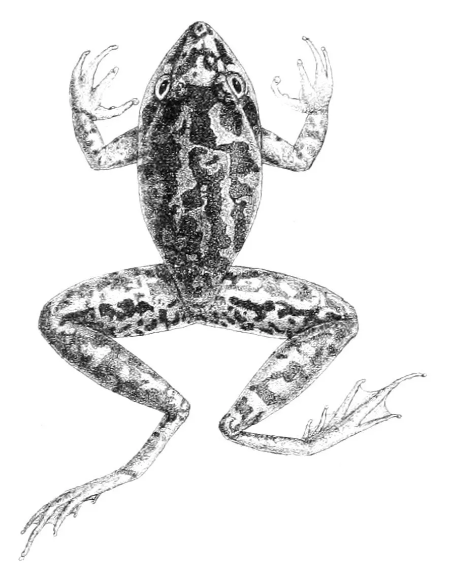 Broad-palmed Rocket Frog
