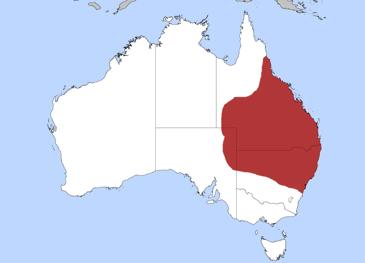 Broad-palmed Rocket Frog