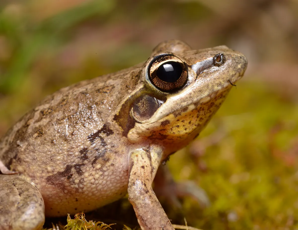 Broad-palmed Rocket Frog