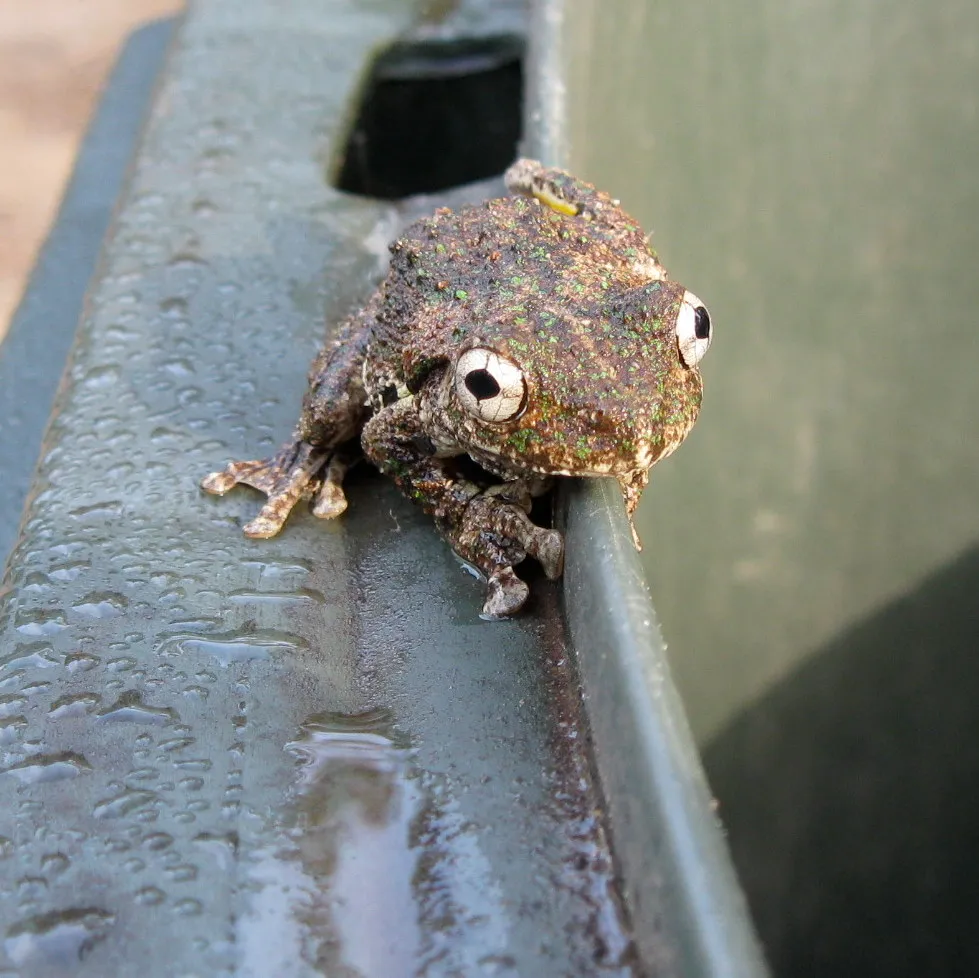 Rana Arbórea de Peron