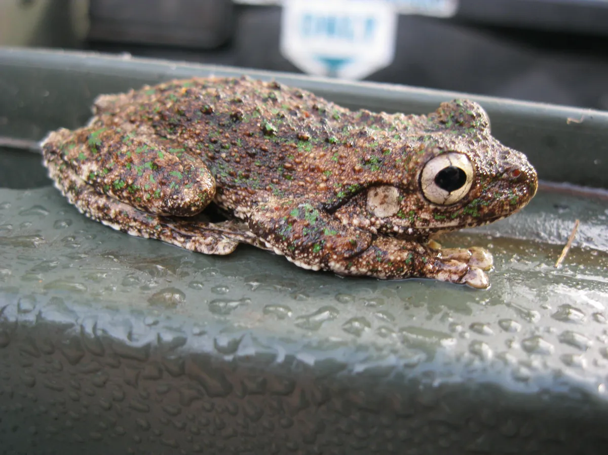 Rana Arbórea de Peron