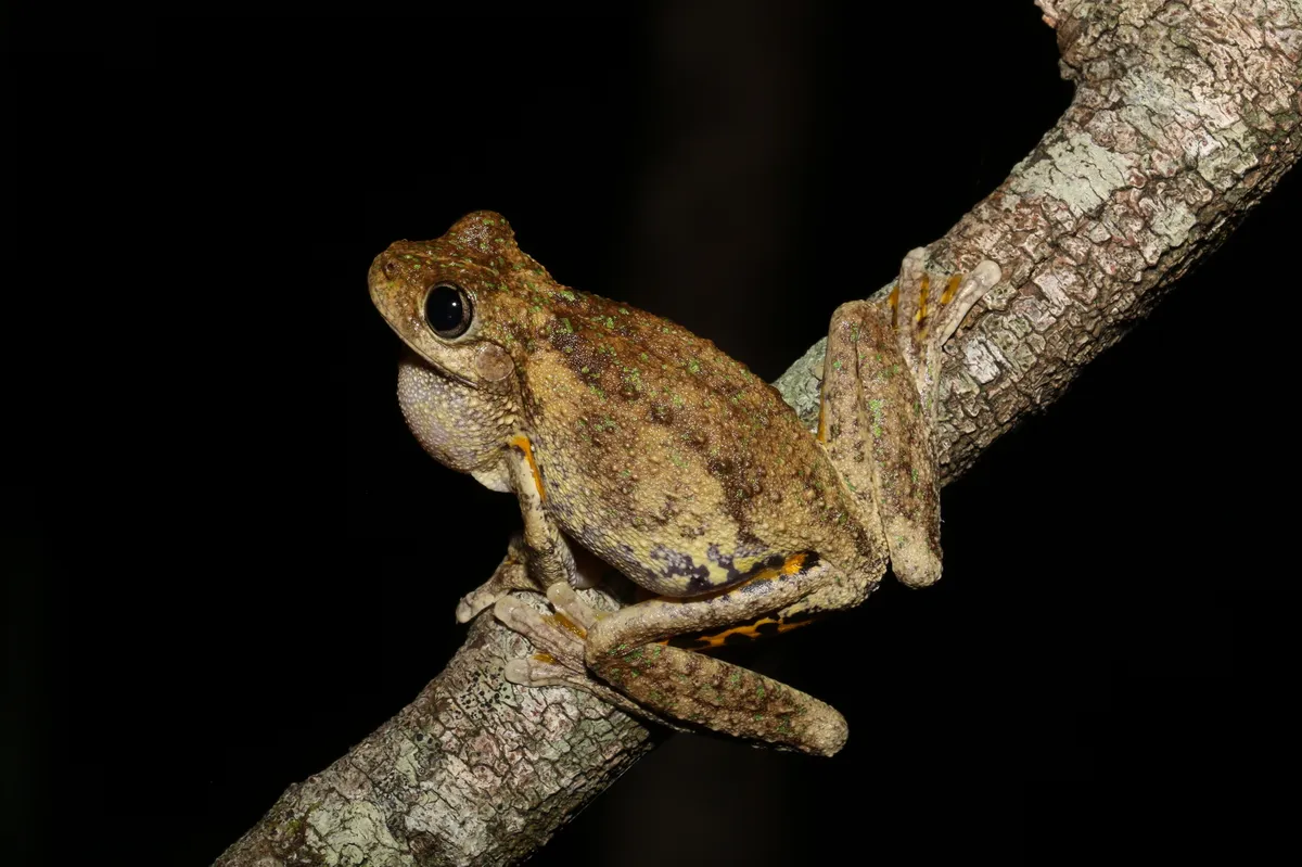 Rana Arbórea de Peron