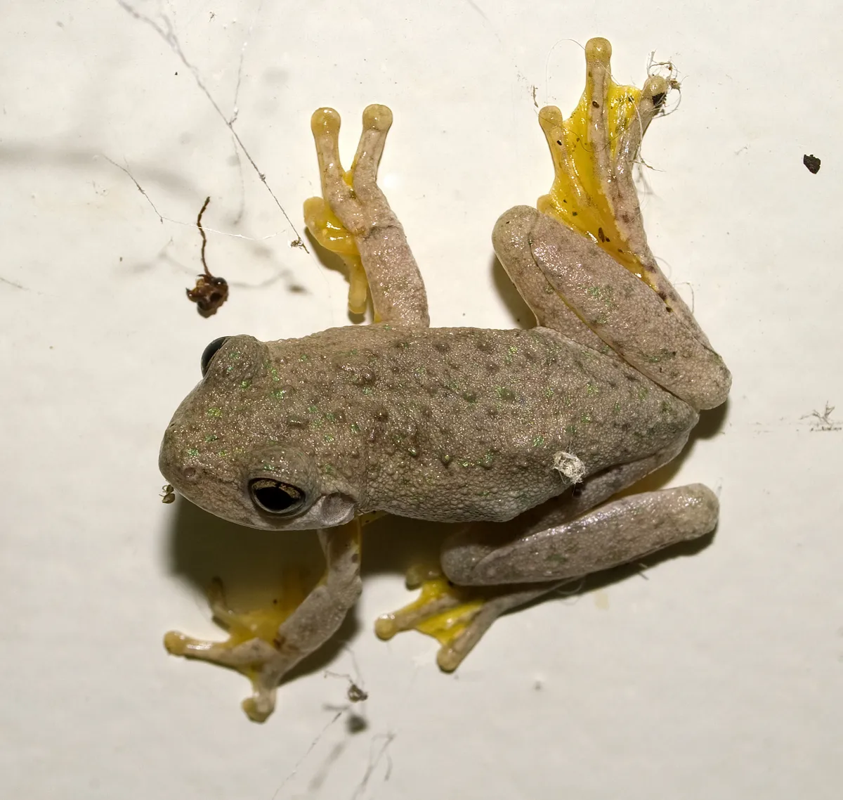 Rana Arbórea de Peron