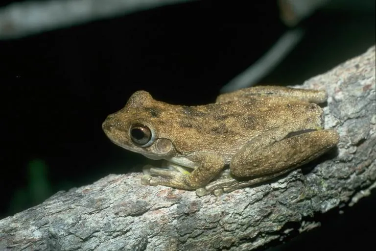 Rana Arbórea de Roth