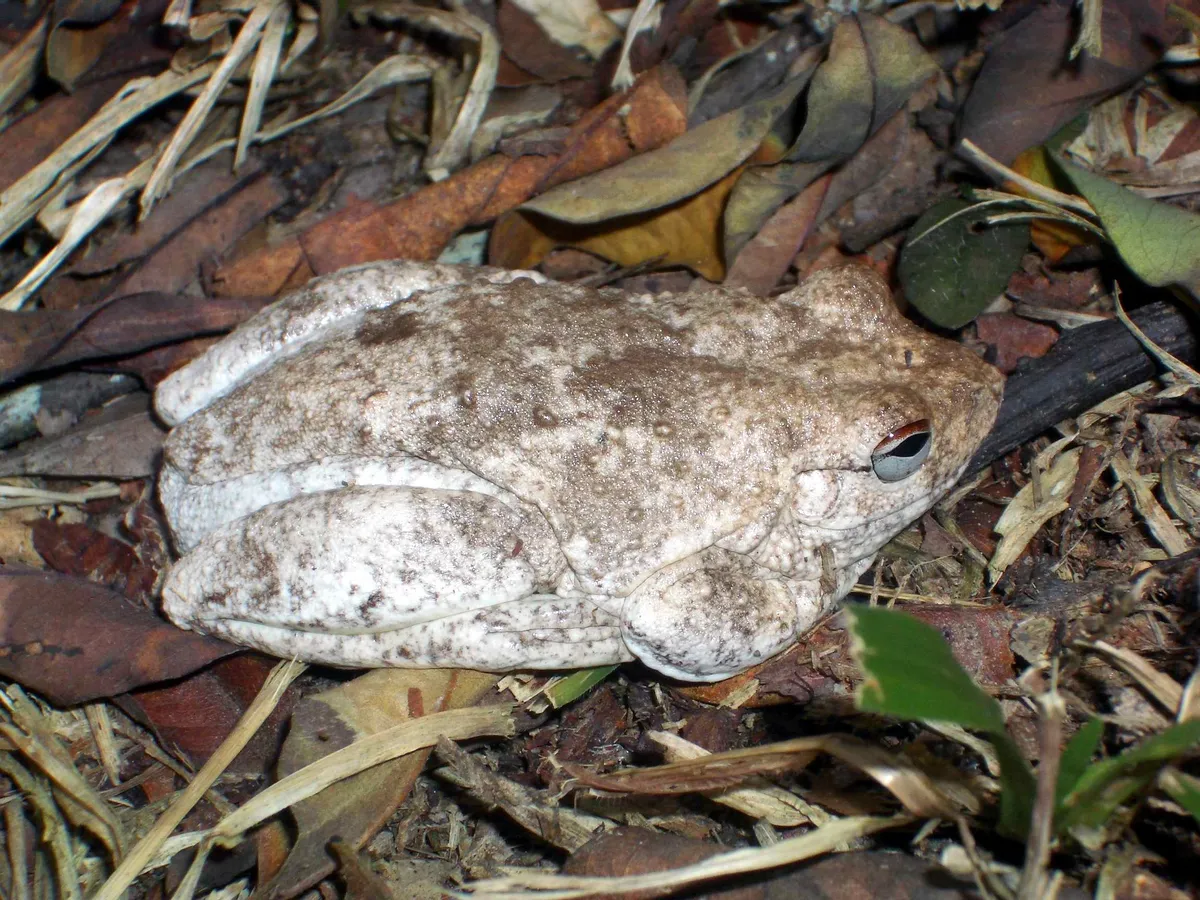 Rana Arbórea de Roth