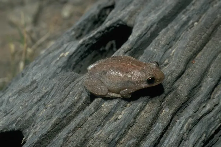 Desert Tree Frog