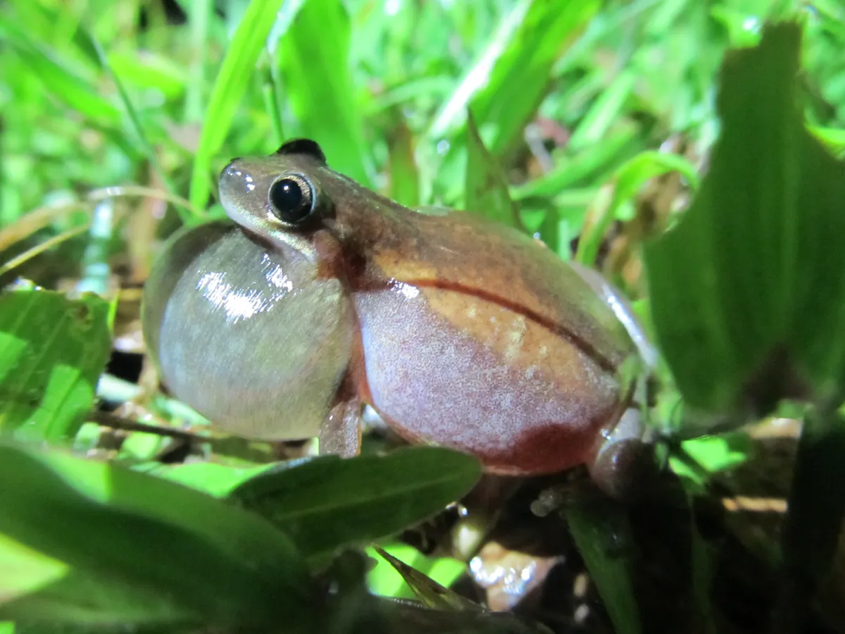 Desert Tree Frog