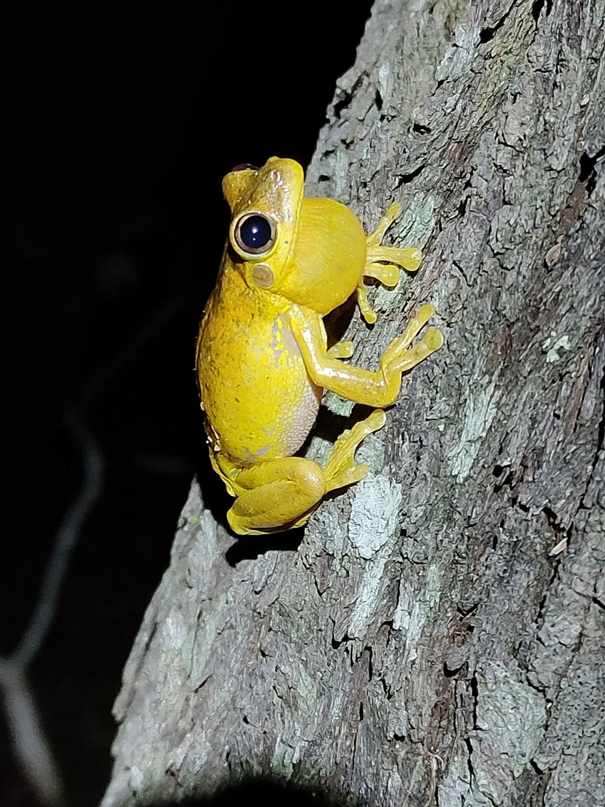 Rana Arbórea de Tyler