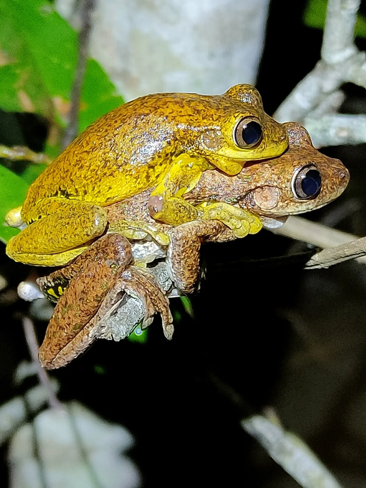 Rana Arbórea de Tyler