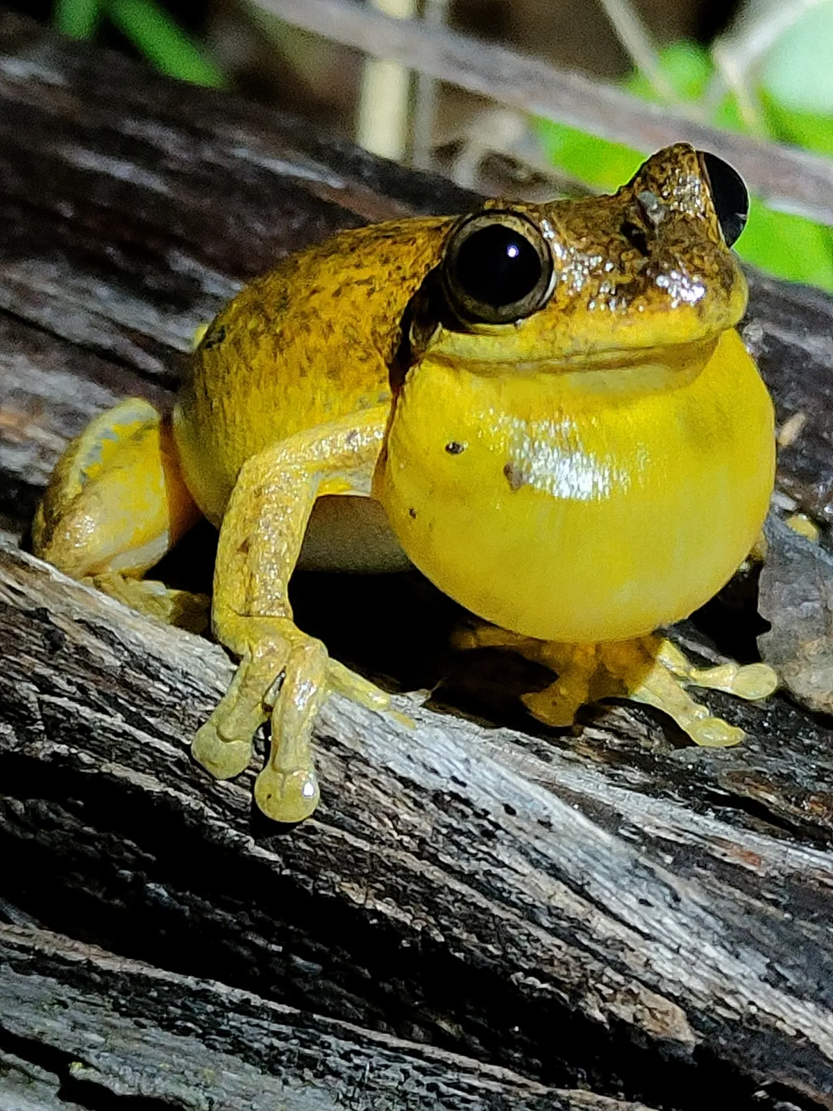 Rana Arbórea de Tyler