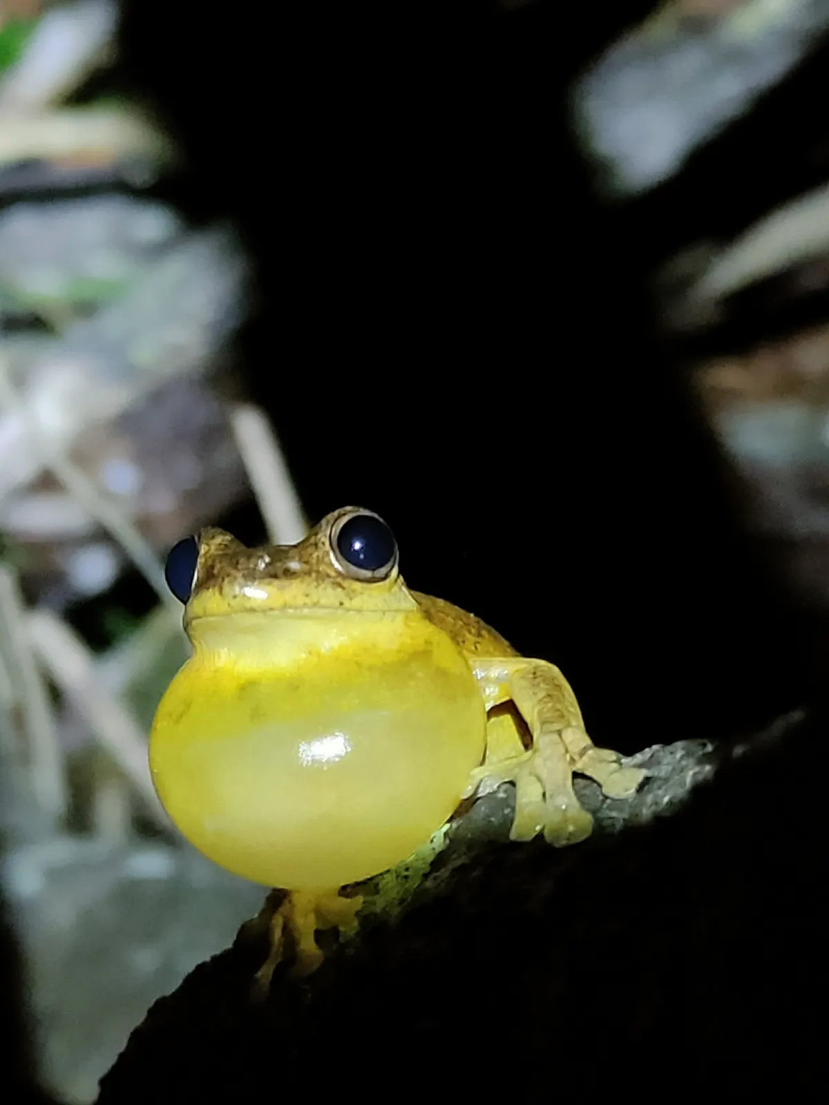 Rana Arbórea de Tyler