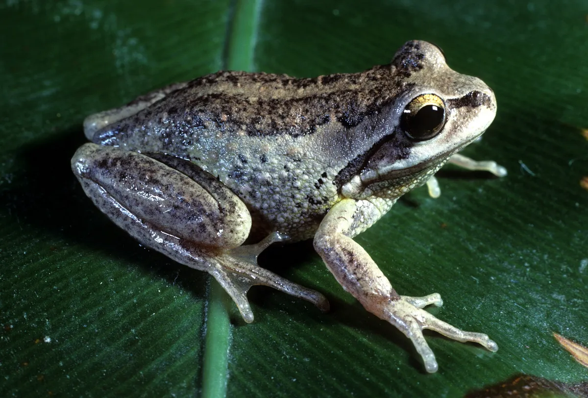 Verreaux's Tree Frog