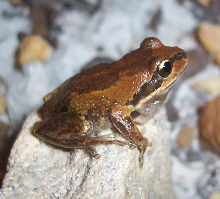 Verreaux's Tree Frog