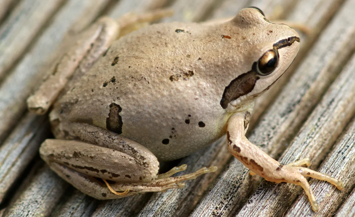 Verreaux's Tree Frog
