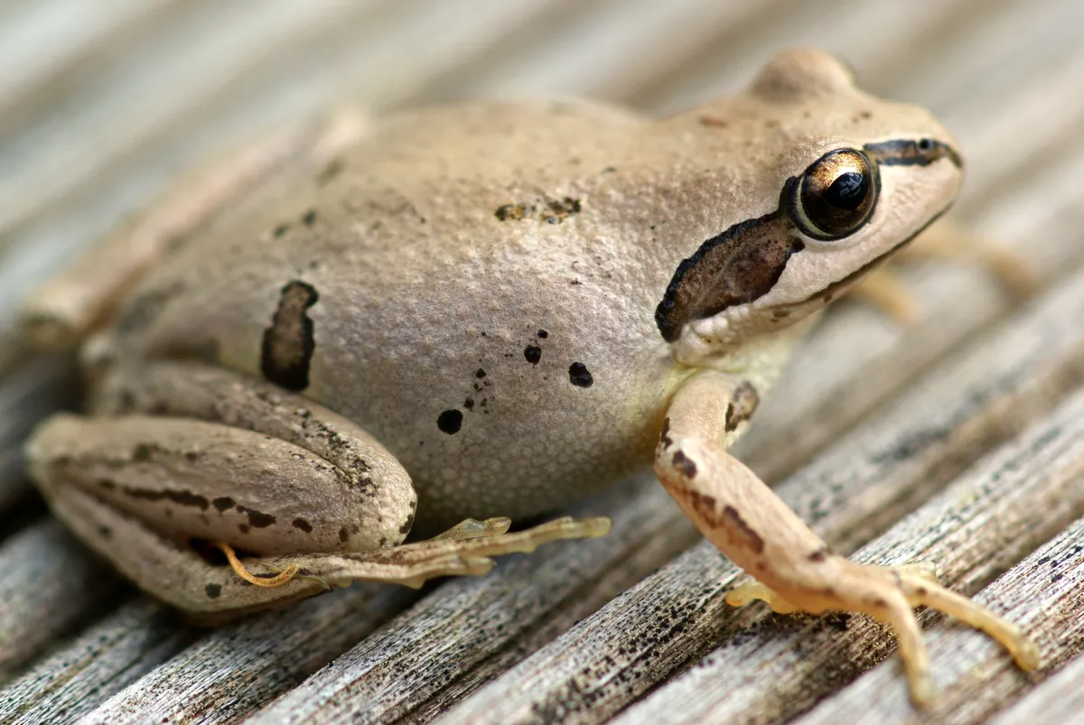 Verreaux's Tree Frog