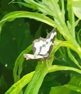 Lomaspilis marginata