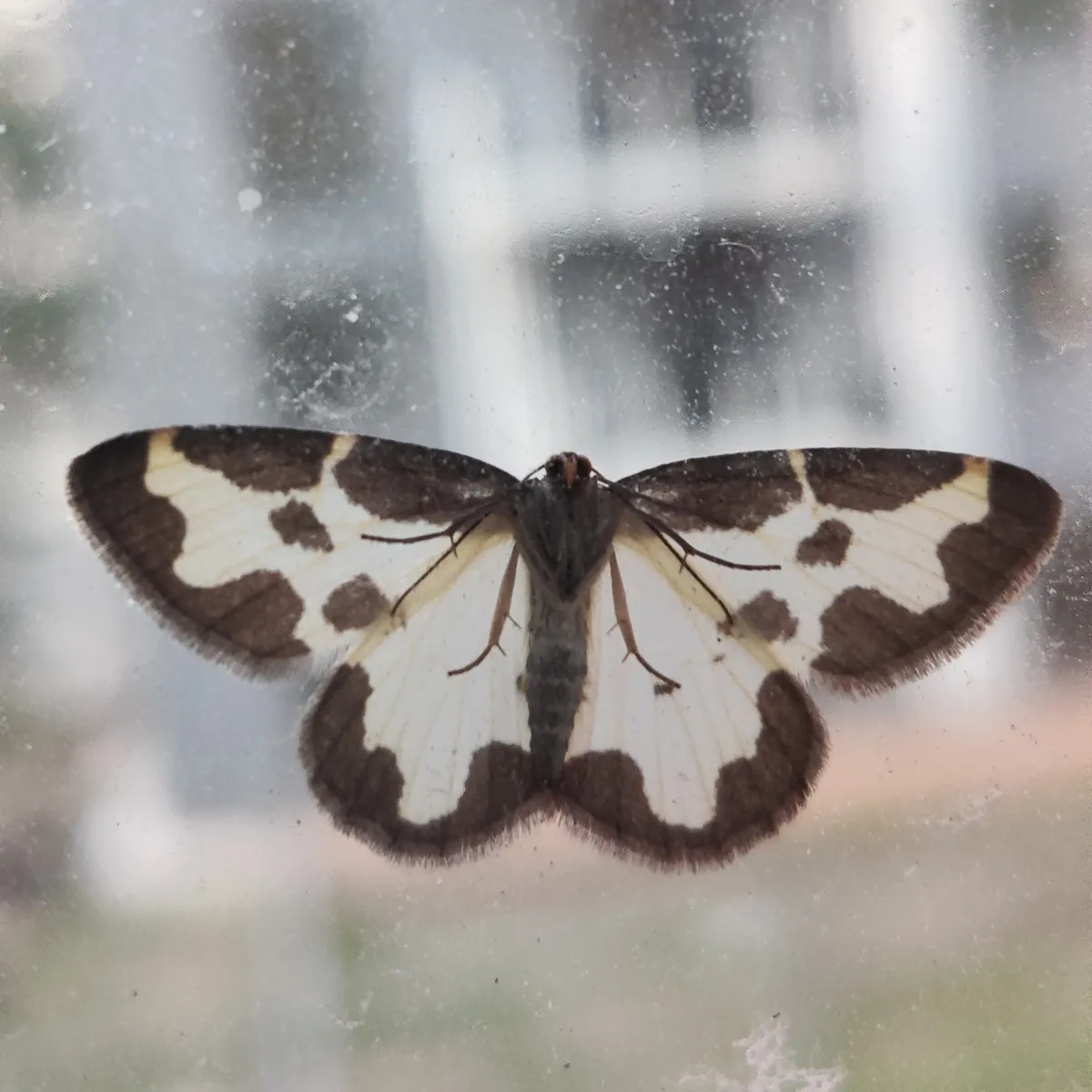 Polilla Borde Nublado