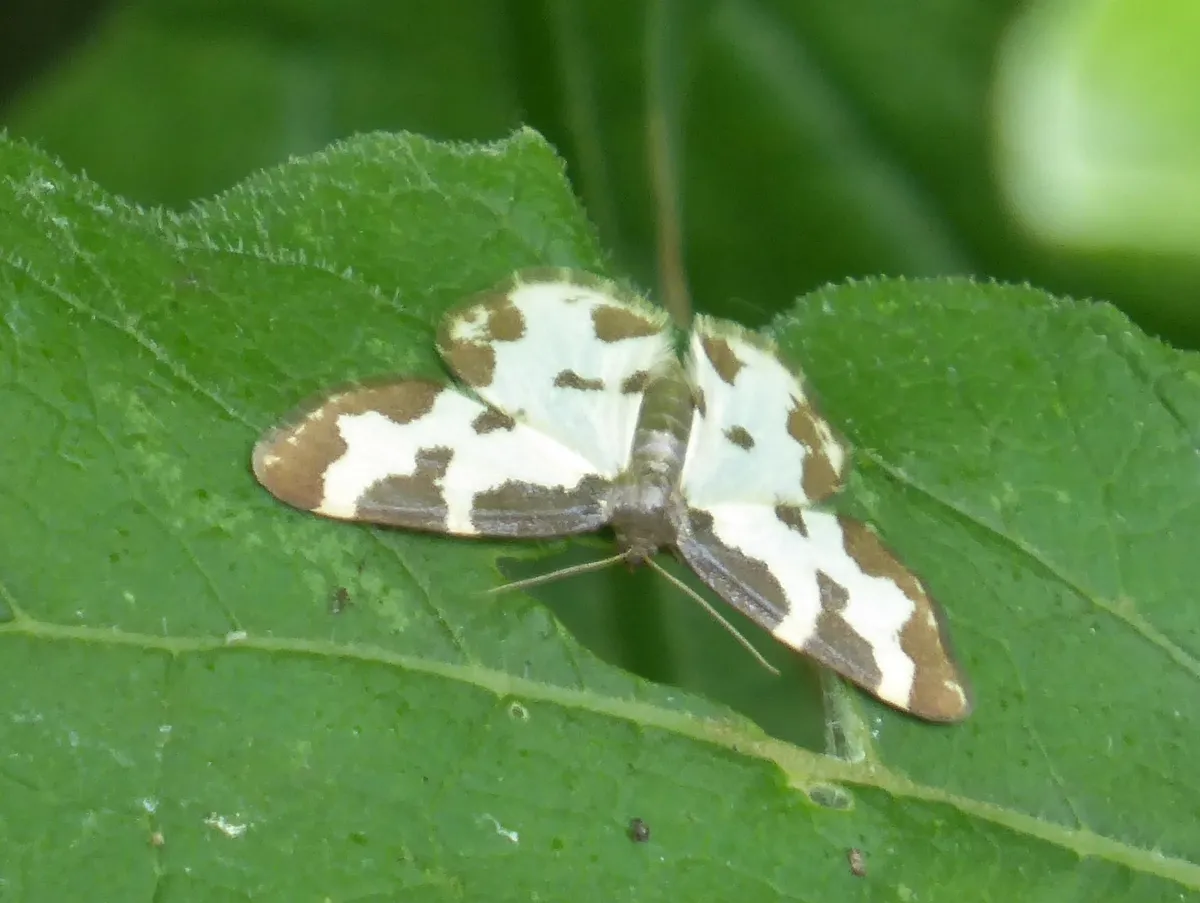 Polilla Borde Nublado