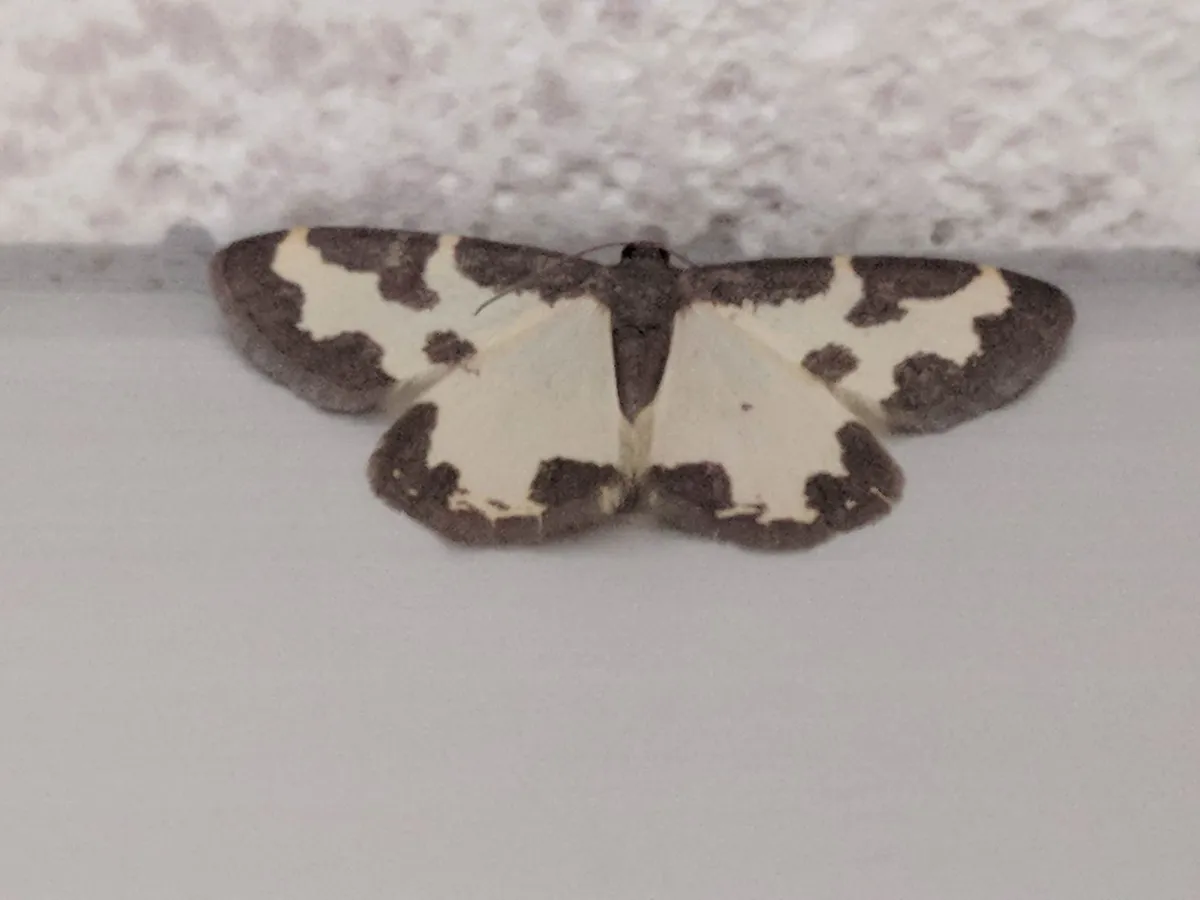 Polilla Borde Nublado