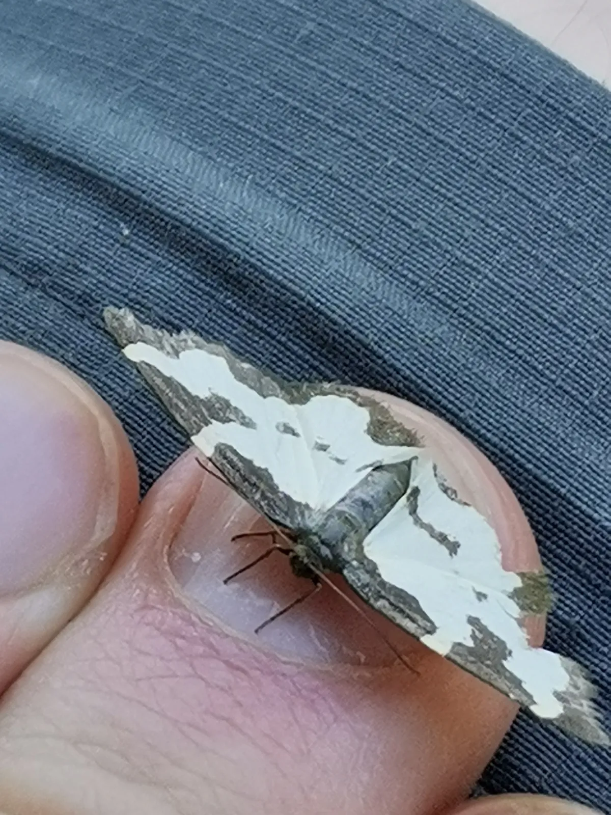 Polilla Borde Nublado