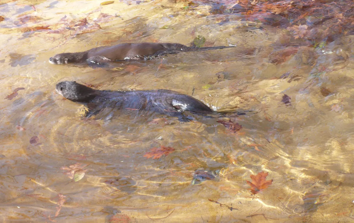Nutria de Río Norteamericana