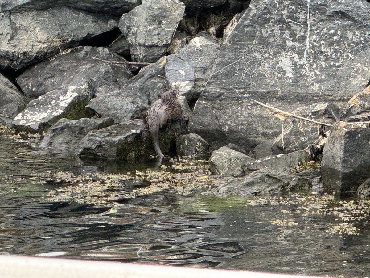 Nutria de Río Norteamericana