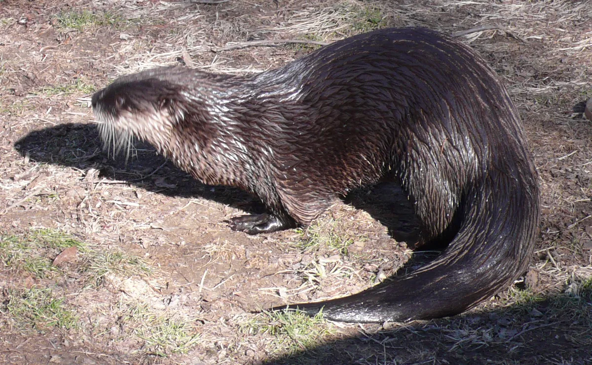 Nutria de Río Norteamericana