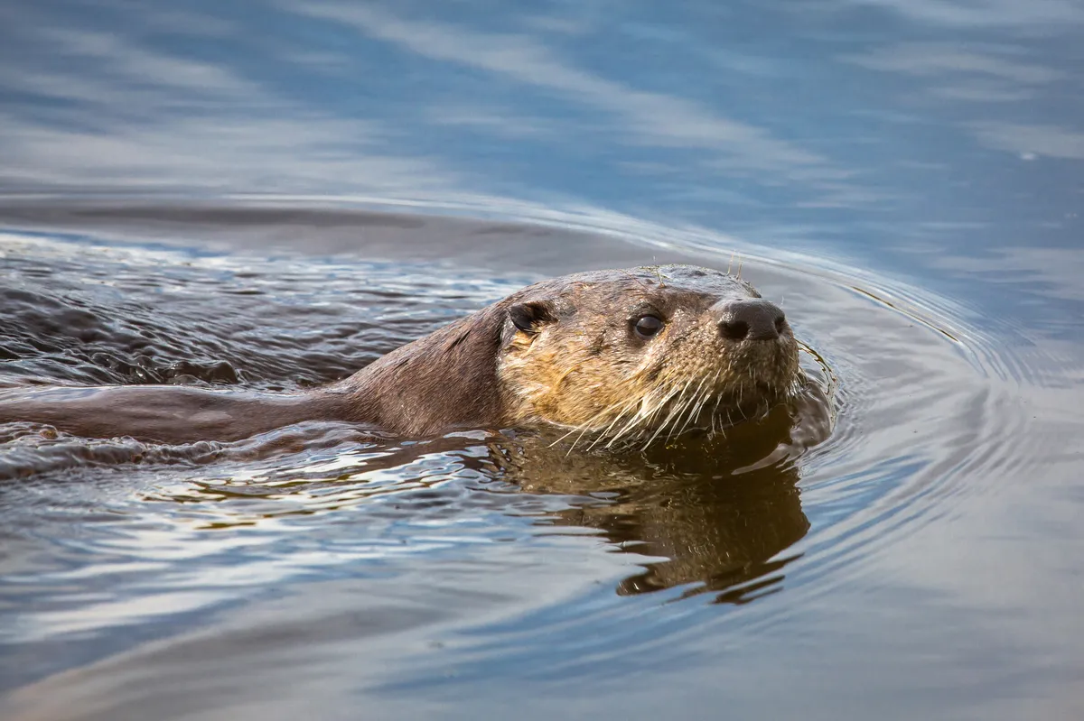 Nutria de Río Norteamericana
