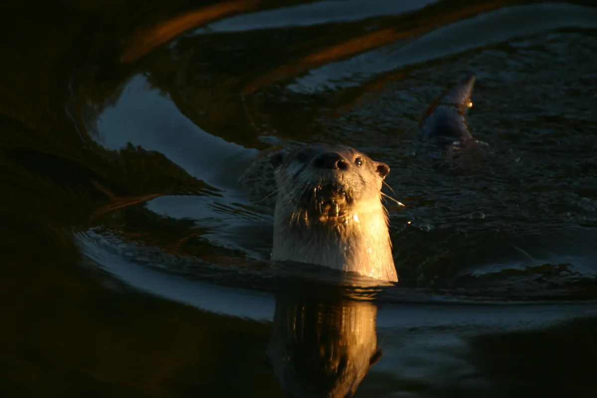 Nutria de Río Norteamericana