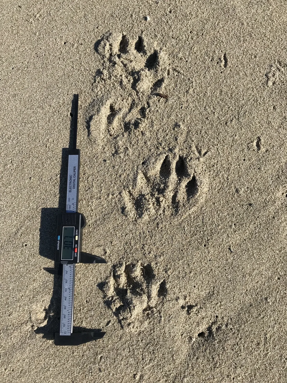 Nutria de Río Norteamericana