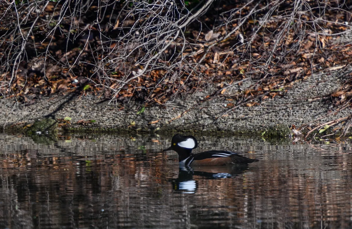 Lophodytes cucullatus
