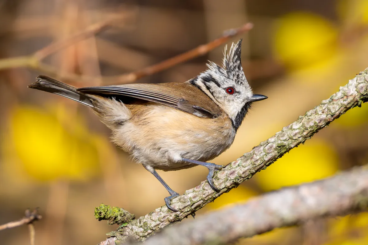 Herrerillo Capuchino