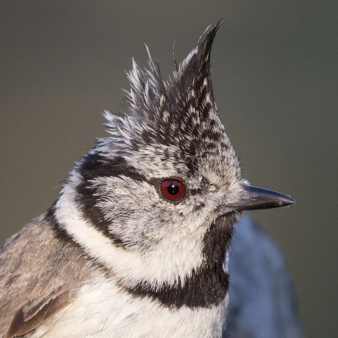 Herrerillo Capuchino