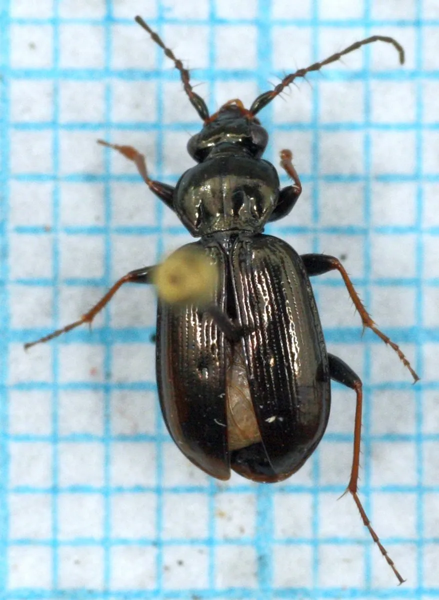 Escarabajo Terrestre de Cuernos Peludos