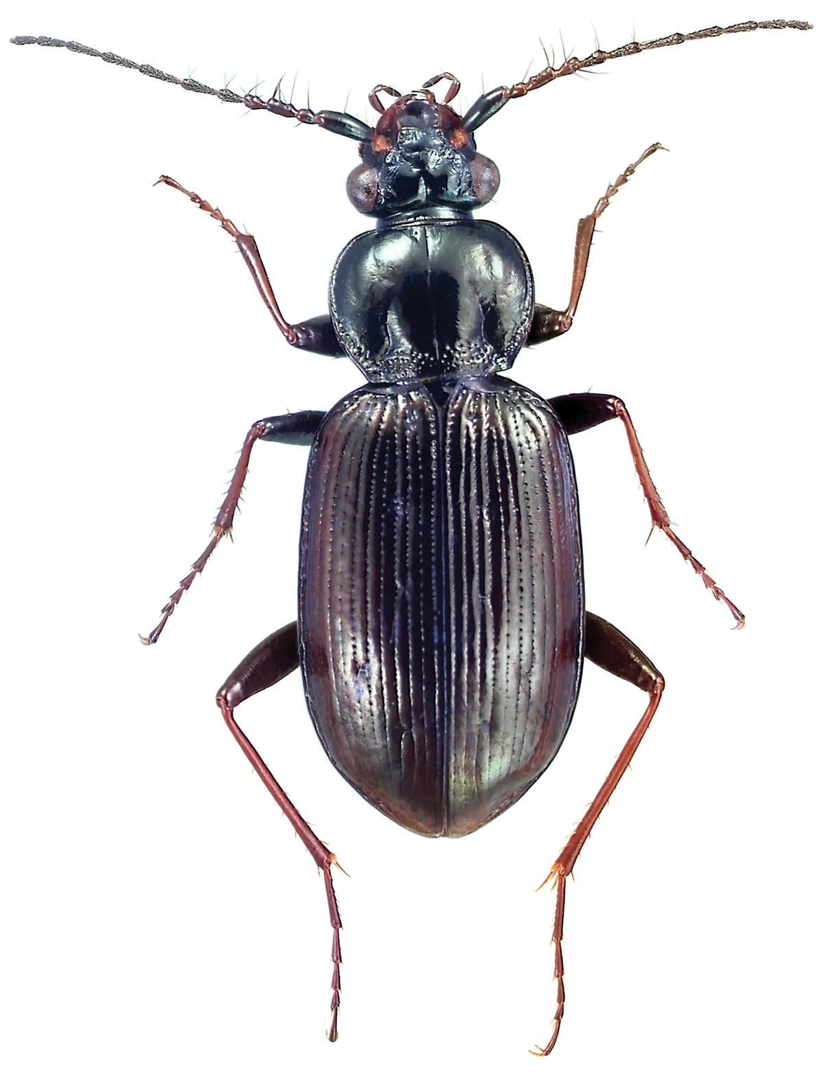 Escarabajo Terrestre de Cuernos Peludos