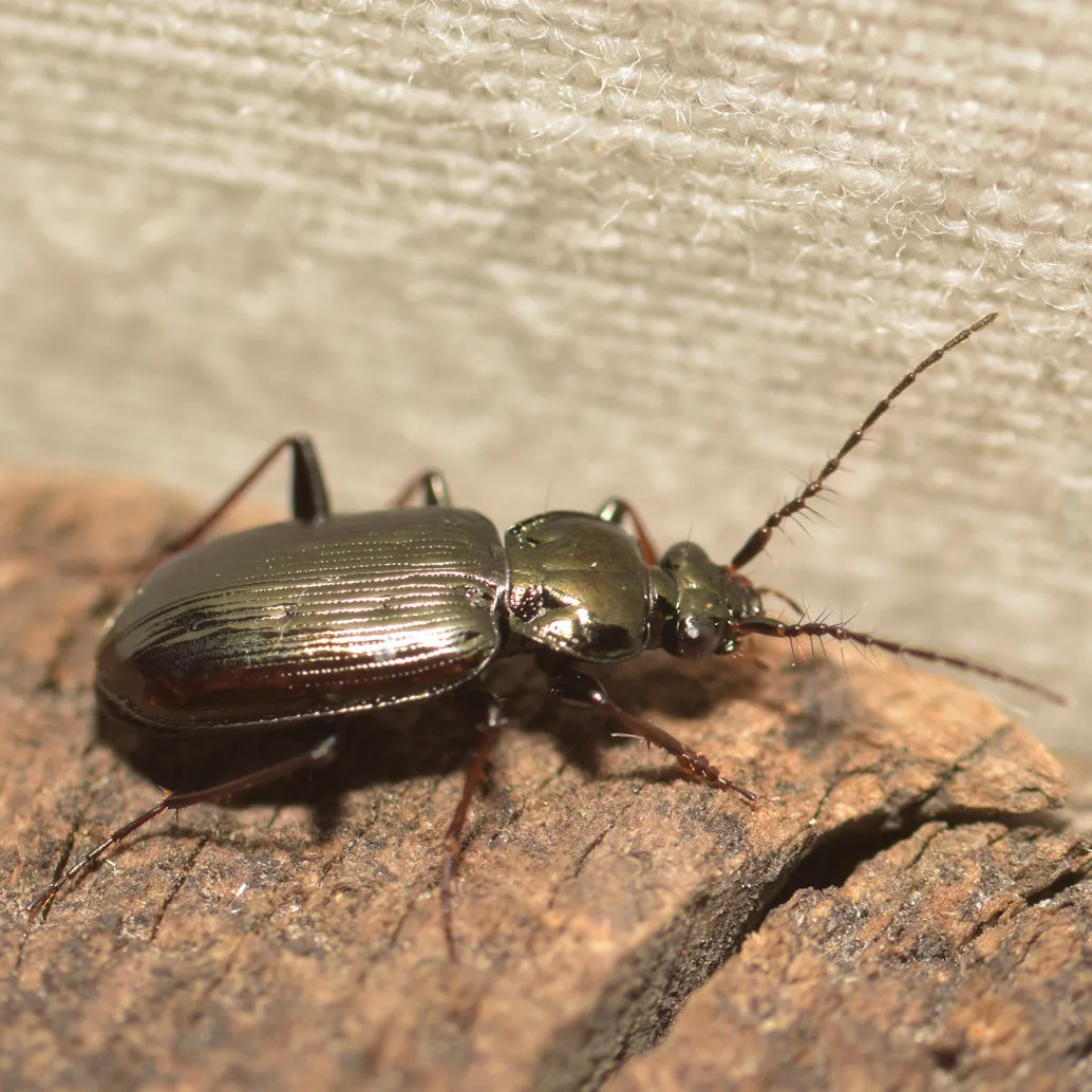 Escarabajo Terrestre de Cuernos Peludos