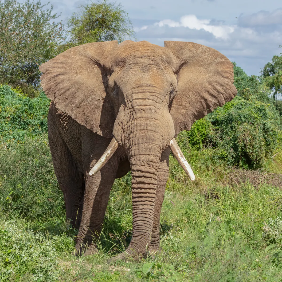 African Elephant