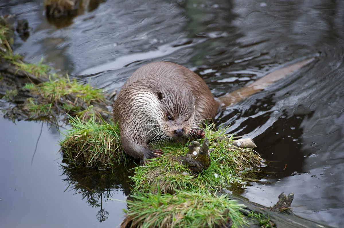 European Otter