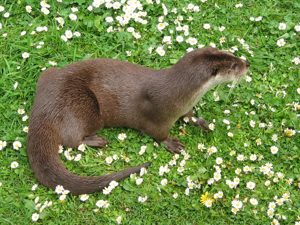 European Otter