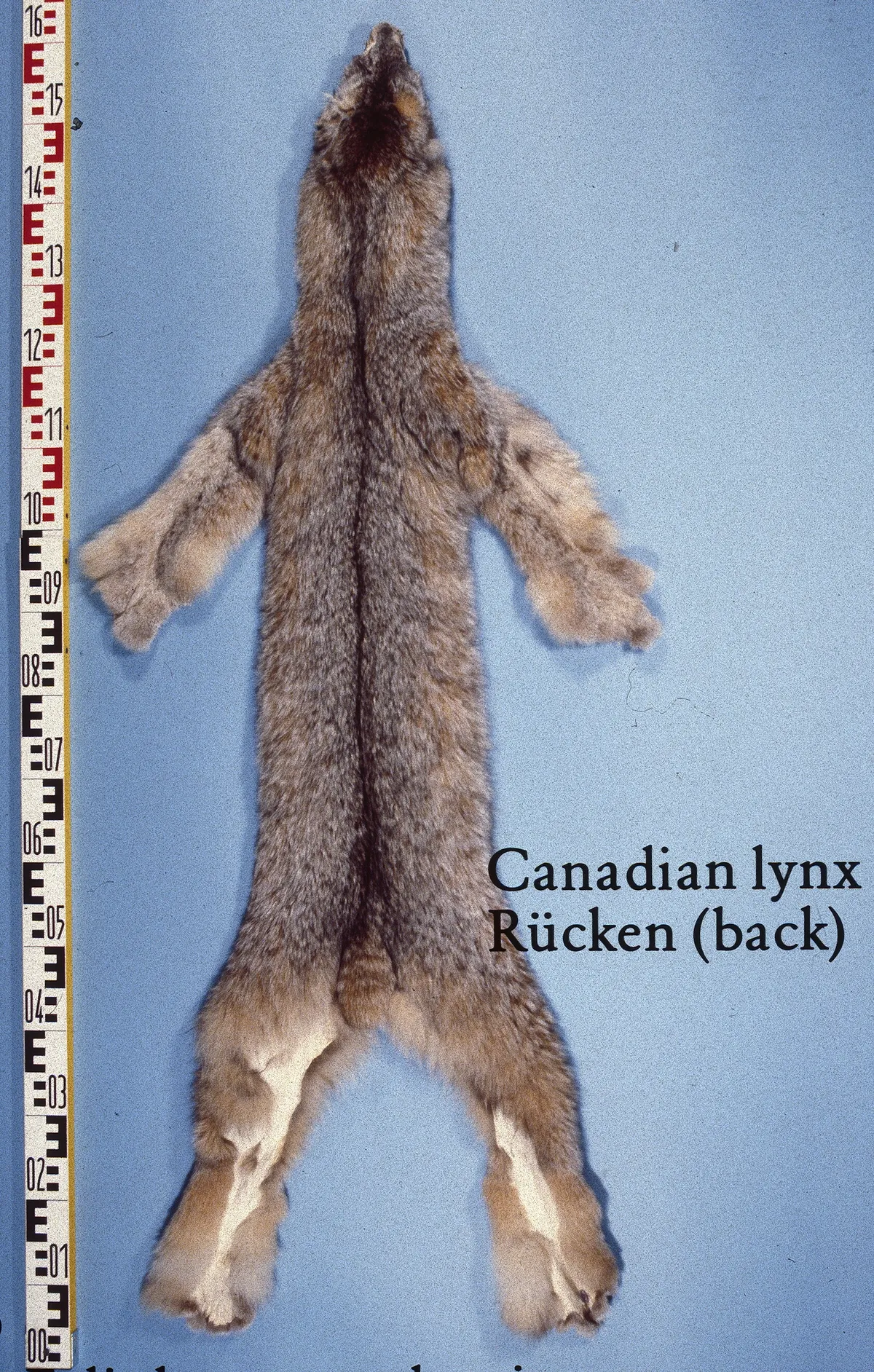 Canadian Lynx
