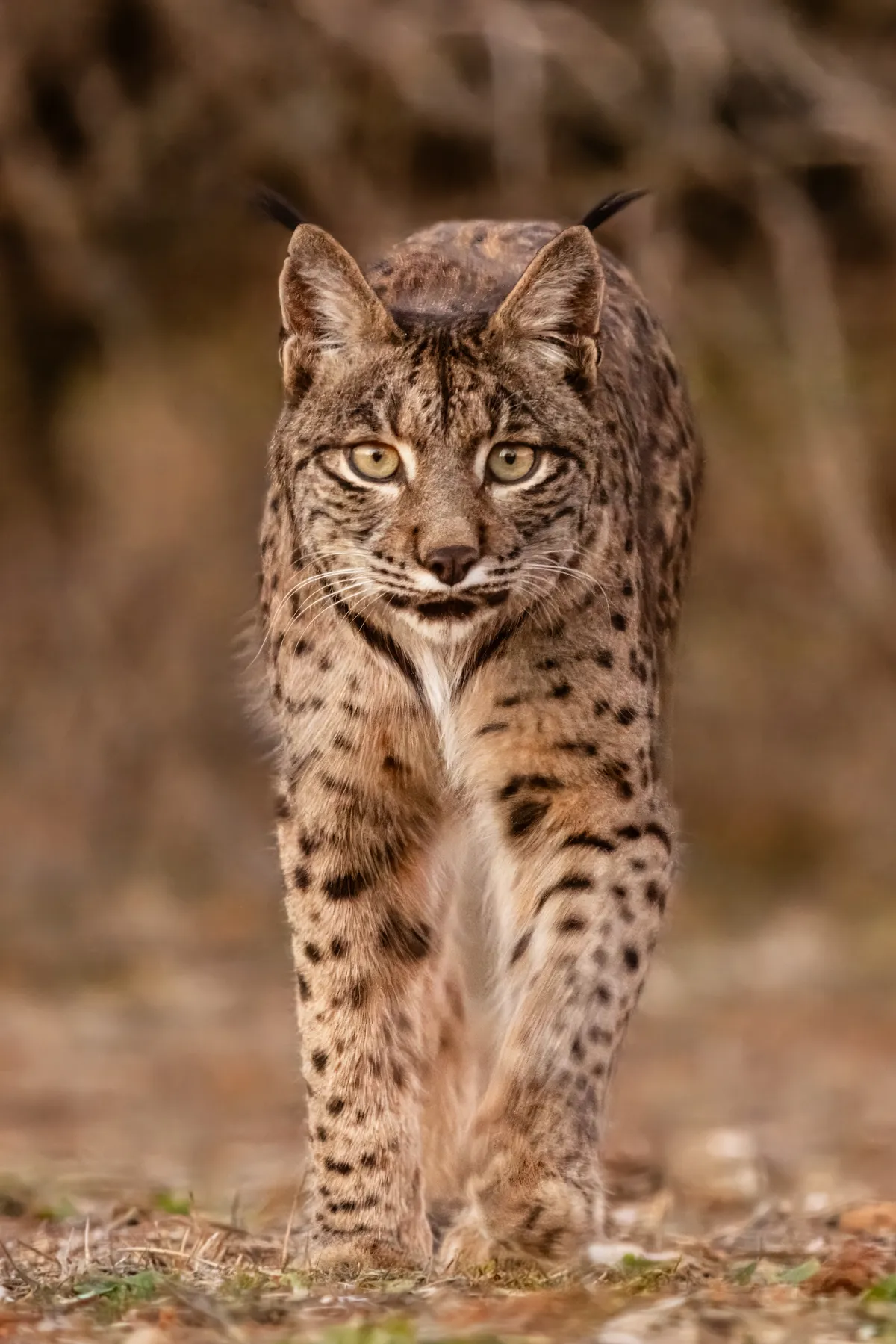 Lince Euroasiático