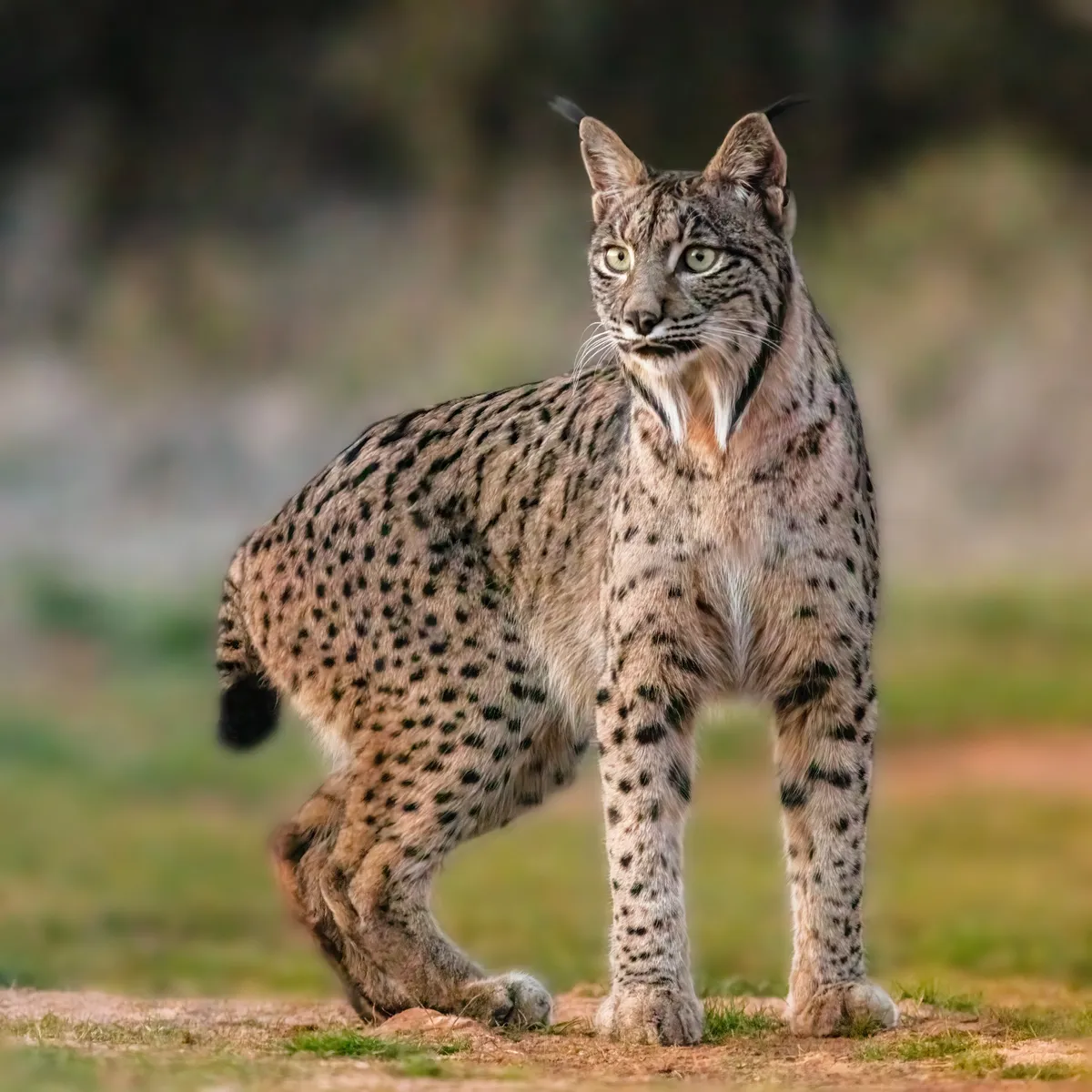 Lince Euroasiático